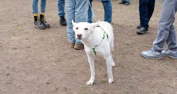 Kiev, Ucrania - 6 de octubre de 2019: exposición canina desde refugios. Amor de perro Fotos de stock