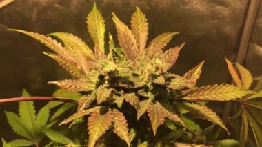 bakım ve eğlence marihuana ekimi. Kapalı mekanlarda büyüyen profesyonel esrar