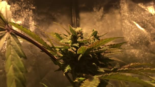 Marihuana Profesional Cultivada Interiores Para Uso Recreativo Millennials Cultura Del — Vídeo de stock