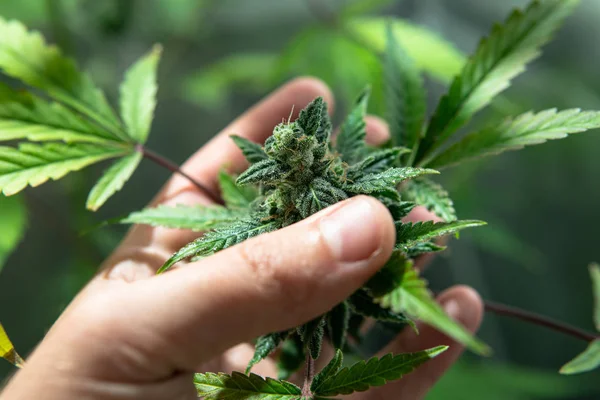 Marihuana tomurcukları erkeklerin elinde. Yakın planda esrar kalitesini kontrol et