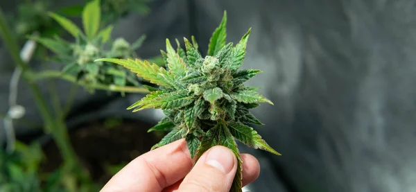 Свежий урожай марихуаны для оздоровительных и медицинских целей — стоковое фото