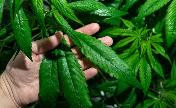 growing medical marijuana indoors tent.