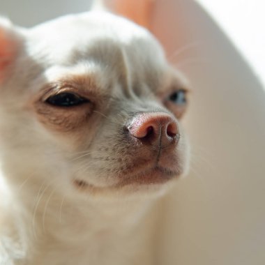 Beyaz renkli köpek yavrusu Chihuahua. Chihuahua köpek yetiştirme kültürü.