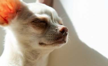 Beyaz renkli köpek yavrusu Chihuahua. Chihuahua köpek yetiştirme kültürü.