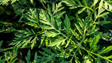 Ragweed, otlara alerji yapıyor. Köpeklerde Ragweed alerjisi, semptomlar ve tedavi