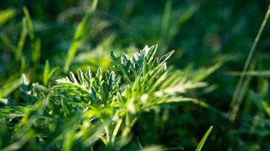 Ragweed, otlara alerji yapıyor. Köpeklerde Ragweed alerjisi, semptomlar ve tedavi