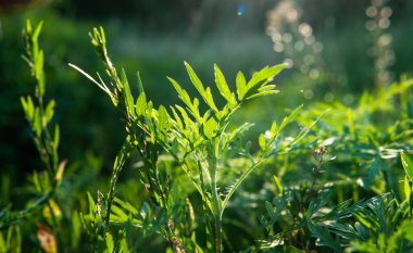 Ragweed poleni alerjisi olanlar için sorunlara neden olur. Ragweed ve Küf Alerjenleri Sonbaharda