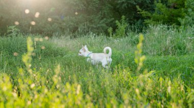 Beyaz köpek yavrusu chihuahua köpeği yeşil çayırda yürüyor