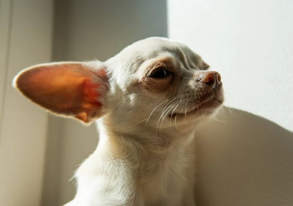 Chihuahua Cachorro Cão Cor Branca Andar Cuidar Cães Domésticos — Fotografia de Stock