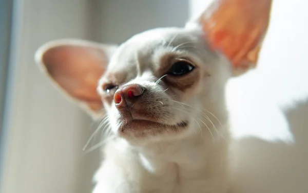 Chihuahua Cachorro Cão Cor Branca Cultura Criação Cães Chihuahua Mundo — Fotografia de Stock