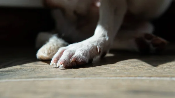 Cuidado Para Cães Pequenos Chihuahua Desenvolvimento Filhote Cachorro Cuidado — Fotografia de Stock