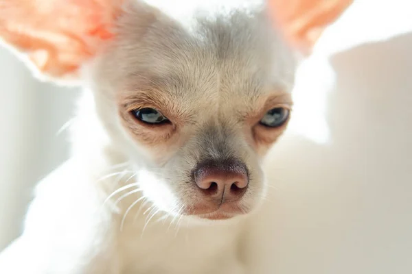 Hand Små Hundar Chihuahua Valp Utveckling Och Vård — Stockfoto