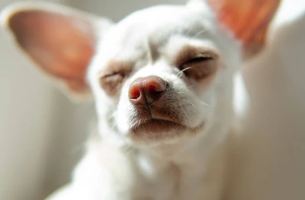 Chihuahua Σκυλάκι Λευκό Χρώμα Chihuahua Εκτροφή Σκύλων Κουλτούρα Στον Κόσμο — Φωτογραφία Αρχείου