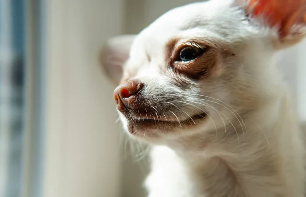 Chihuahua Cachorro Cão Cor Branca Andar Cuidar Cães Domésticos — Fotografia de Stock