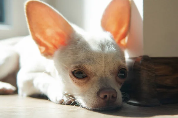 stock image care for small dogs. Chihuahua puppy development and care