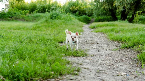 Cane Chihuahua Allevamento Cura Cani Cuccioli Chihuahua — Foto Stock