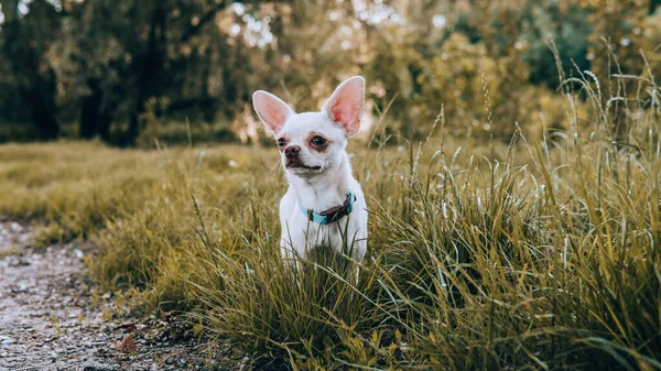 Chihuahua Σκυλάκι Λευκό Χρώμα Περπάτημα Και Φροντίδα Για Κατοικίδια Σκυλιά — Φωτογραφία Αρχείου