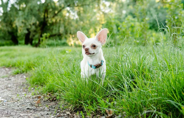 Chihuahua Pes Chov Péče Psy Štěňátka Chihuahua — Stock fotografie