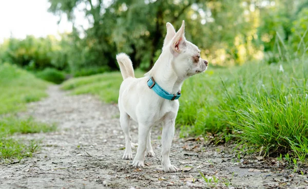 Chihuahua Pes Štěně Bílé Barvy Chovatelská Kultura Psů Chihuahua Světě — Stock fotografie