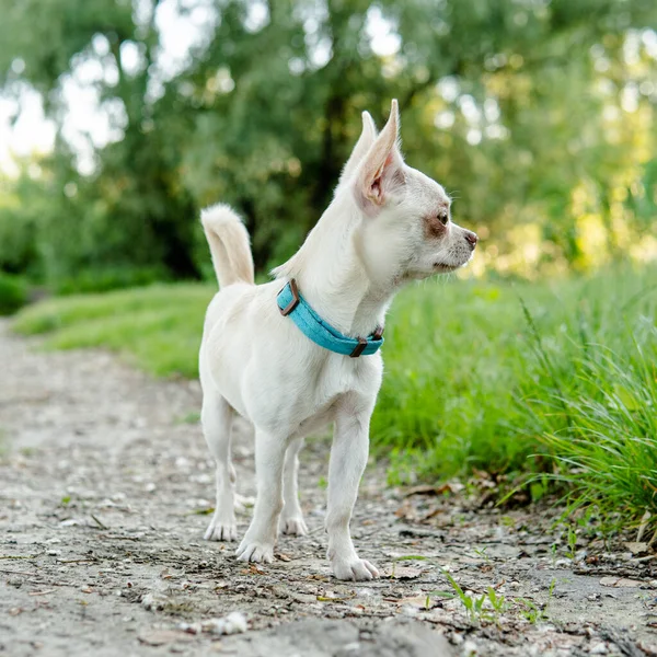 Vit Valp Chihuahua Hund Promenader Grön Äng — Stockfoto