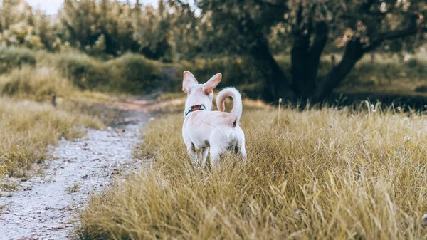 Chihuahua Cachorro Color Blanco Pasear Cuidar Perros Domésticos — Foto de Stock