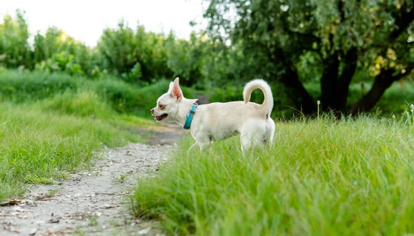 Chihuahua犬 チワワの犬や子犬の繁殖と世話 — ストック写真
