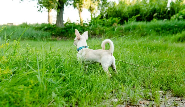 Vit Valp Chihuahua Hund Promenader Grön Äng — Stockfoto