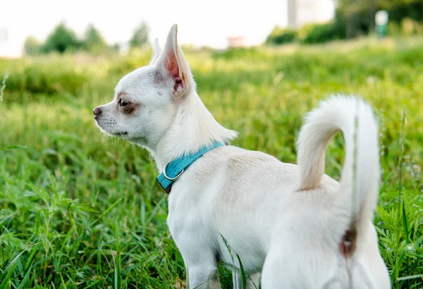 白い子犬チワワ犬が緑の草原を歩く — ストック写真