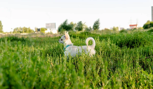 Белый Щенок Чихуахуа Гуляет Зеленому Лугу — стоковое фото