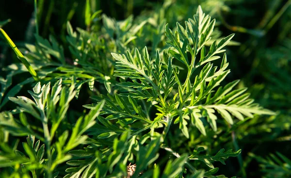 Pyłek Szprota Powoduje Problemy Osób Alergią Ragweed Alergeny Pleśni Jesieni — Zdjęcie stockowe