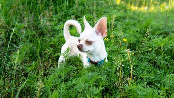 Cachorro Blanco Chihuahua Perro Caminando Prado Verde — Foto de Stock