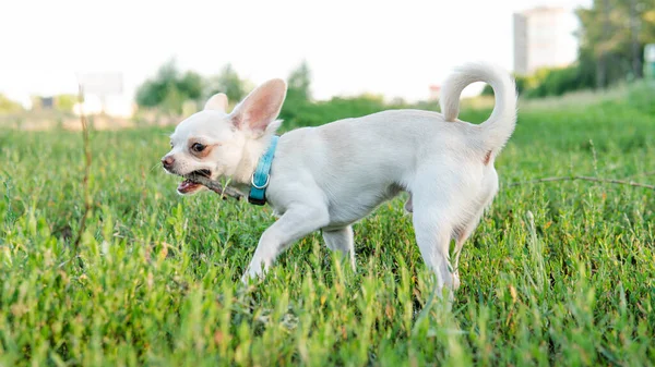 Chihuahua Hond Puppy Van Witte Kleur Chihuahua Hondenfokkweek Wereld — Stockfoto