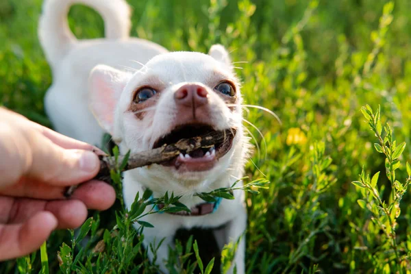 Chihuahua Cachorro Cão Cor Branca Andar Cuidar Cães Domésticos — Fotografia de Stock