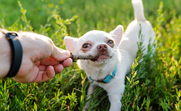 在绿色的草地上散步的雪华犬 — 图库照片