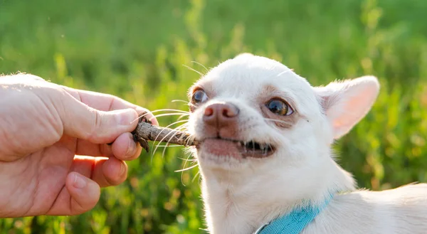 Chihuahua Dog Breeding Caring Dogs Puppies Chihuahua — Stock Photo, Image