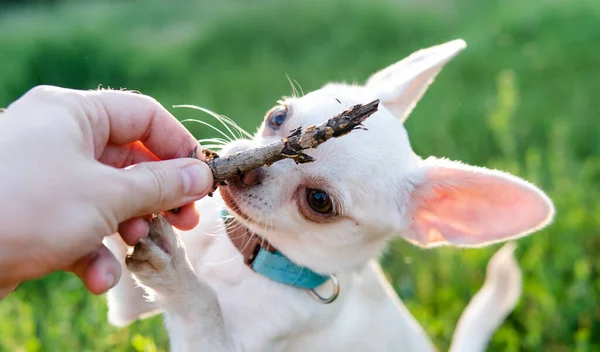 Chihuahua Hond Puppy Van Witte Kleur Wandelen Verzorgen Van Huisdieren — Stockfoto