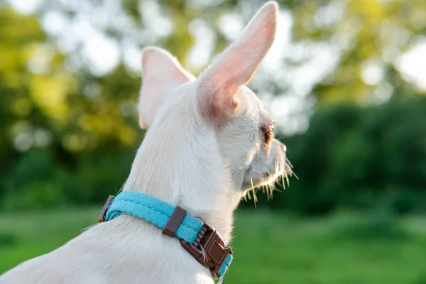 Chihuahua Cachorro Color Blanco Pasear Cuidar Perros Domésticos — Foto de Stock