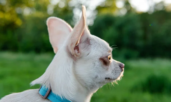 白い色のChihuahua犬の子犬 世界のChihuahua犬繁殖文化 — ストック写真