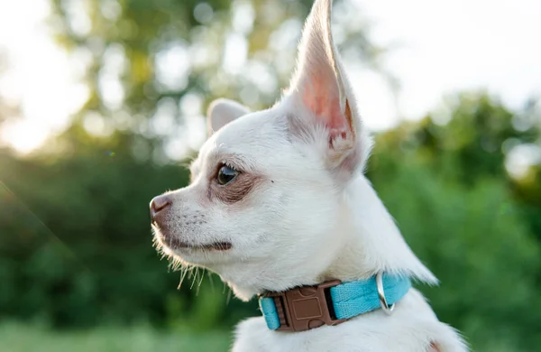 白い子犬チワワ犬が緑の草原を歩く — ストック写真