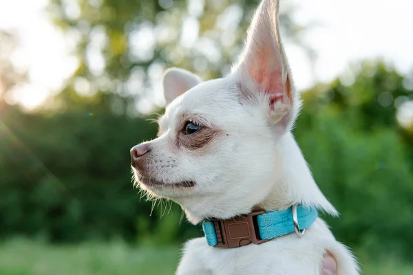 Chihuahua Cachorro Color Blanco Pasear Cuidar Perros Domésticos — Foto de Stock