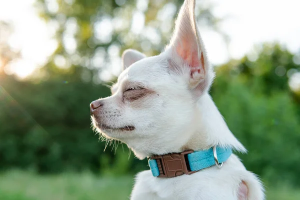 白い色のChihuahua犬の子犬 世界のChihuahua犬繁殖文化 — ストック写真