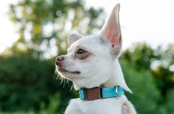 白い子犬チワワ犬が緑の草原を歩く — ストック写真