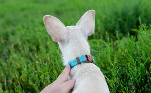 Chihuahua Cachorro Cão Cor Branca Cultura Criação Cães Chihuahua Mundo — Fotografia de Stock