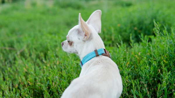 Vit Valp Chihuahua Hund Promenader Grön Äng — Stockfoto