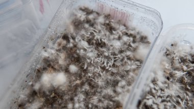 Dünyadaki mantar yetiştirme kültürü miselyum ve psilosibin mantarlarının bilimsel faydaları. Miselyal hastalıklar