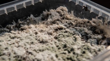 Psilosibin mantarlarının büyümesi, miselyum hastalığıyla ilgili sorunlar