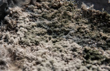 Psilosibin mantarlarının büyümesi, miselyum hastalığıyla ilgili sorunlar