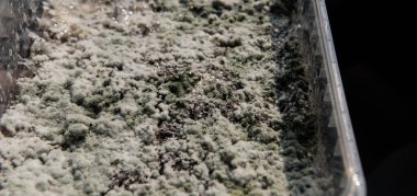 Psilosibin mantarlarının büyümesi, miselyum hastalığıyla ilgili sorunlar