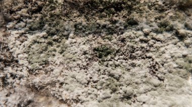 Psilosibin mantarlarının büyümesi, miselyum hastalığıyla ilgili sorunlar