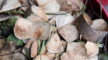 Asya 'nın meyve pazarlarında hindistan cevizi satışı. Hindistan cevizi sütü ve posasının faydaları